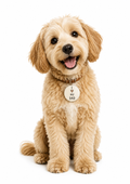 Dog Father's Day